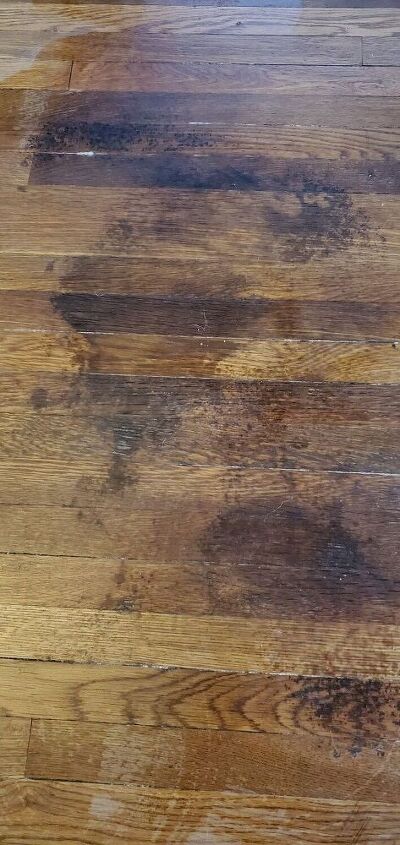 pet stains on hardwood floors, Before