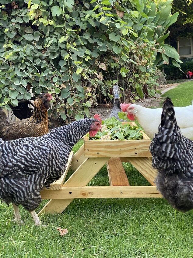 a chicken feeder picnic table