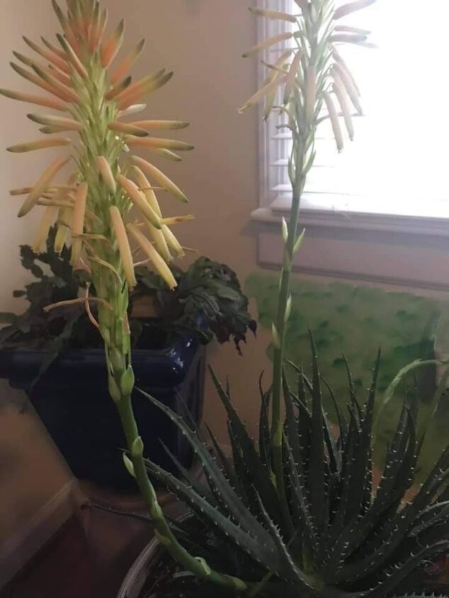 q aloe id