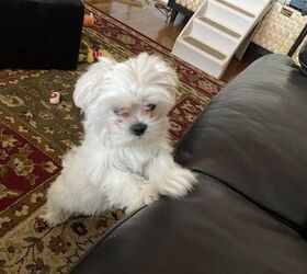 What you need to put by your couch if you're a pet parent