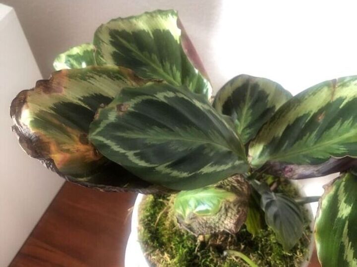 q what s wrong with my calathea plant