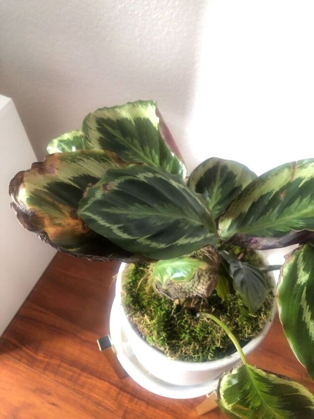 q what s wrong with my calathea plant