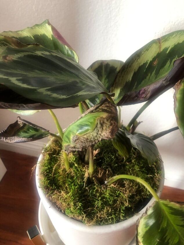 q what s wrong with my calathea plant