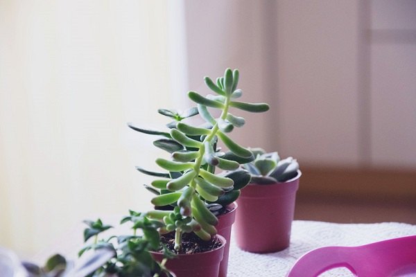diy make your own mini succulent garden