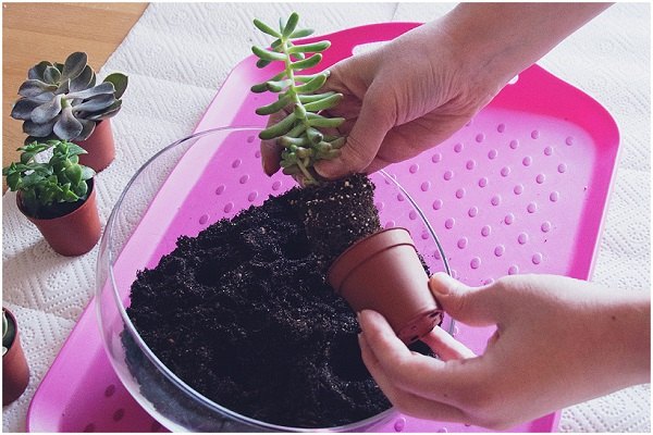 diy make your own mini succulent garden