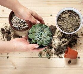 diy mini terrarium for succulents yourself