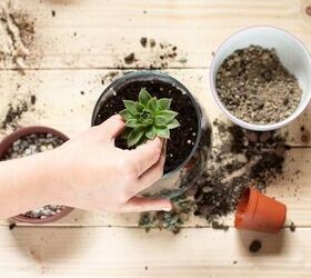 diy mini terrarium for succulents yourself