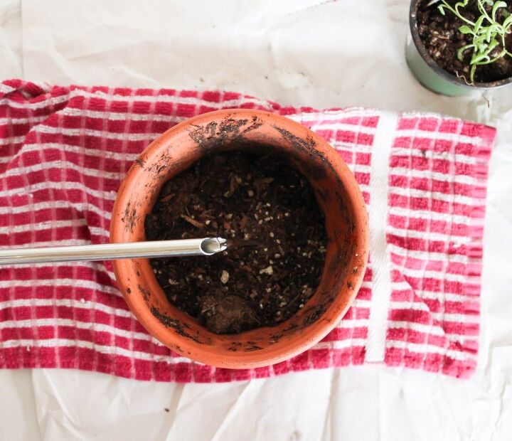 pasos y consejos para plantar una suculenta en una maceta