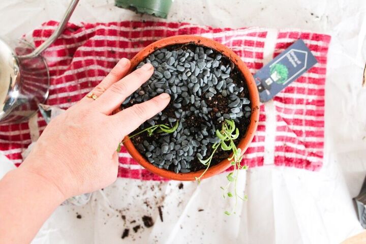 pasos y consejos para plantar una suculenta en una maceta