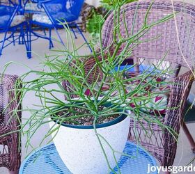 Pencil Cactus Pruning: Pruning My Large Euphorbia Tirucalli