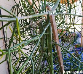 pencil cactus pruning pruning my large euphorbia tirucalli, That large broken branch at the back of the plant