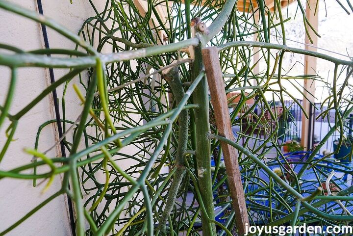poda de cactus lpiz poda de mi gran euphorbia tirucalli, Esa gran rama rota en la parte trasera de la planta