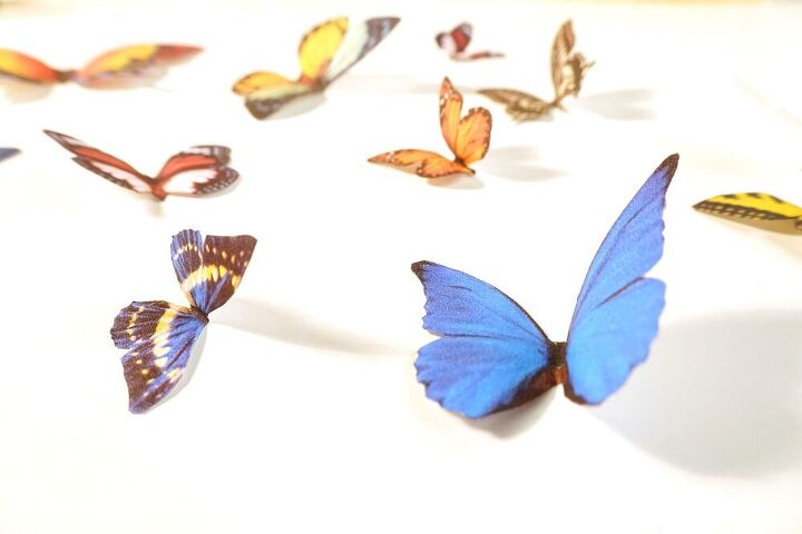 caixa de sombra de borboletas falsas