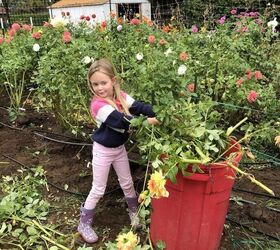 5 steps to divide dahlia tubers, My sweet little garden helper helping me clean up the dahlias before we remove the tubers from the ground