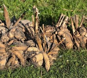 5 steps to divide dahlia tubers, Dahlia tuber clumps just removed from the ground