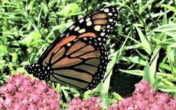  Cinco maneiras de salvar borboletas monarca