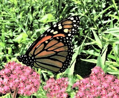 cinco maneiras de salvar borboletas monarca