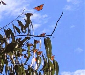 five ways to save monarch butterflies
