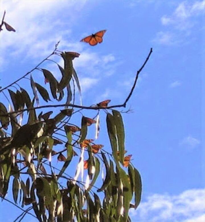 cinco maneras de salvar a las mariposas monarca