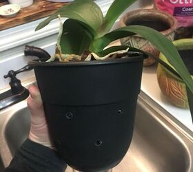 repotting orchids and orchid keikis