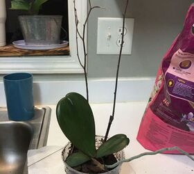 repotting orchids and orchid keikis