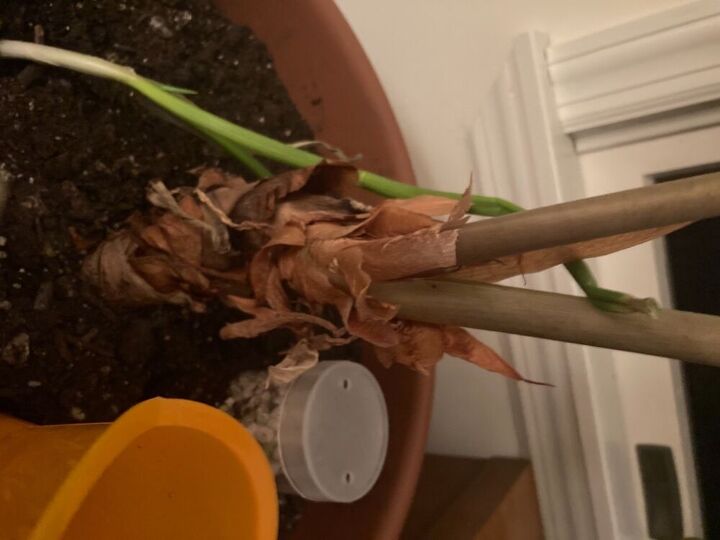 q elephant ear plant