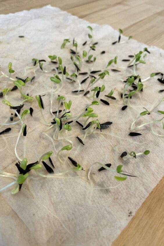 crescendo dlias a partir de sementes, As sementes de d lia germinaram em toalhas de papel midas e est o prontas para o transplante