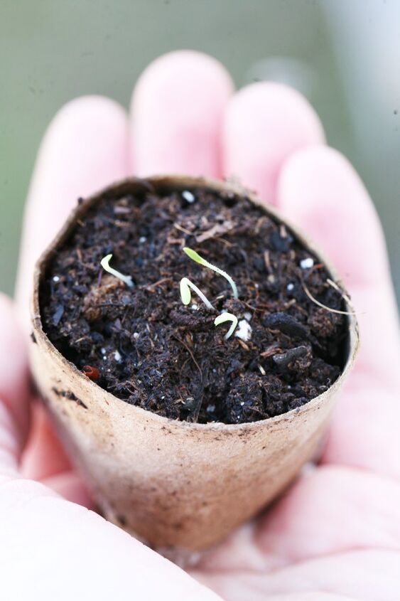 20 ideas that ll get you excited to garden again, Starting Seeds in Toilet Paper Rolls