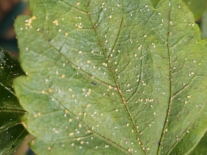 q spider mites