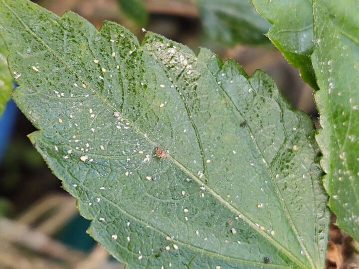 q spider mites