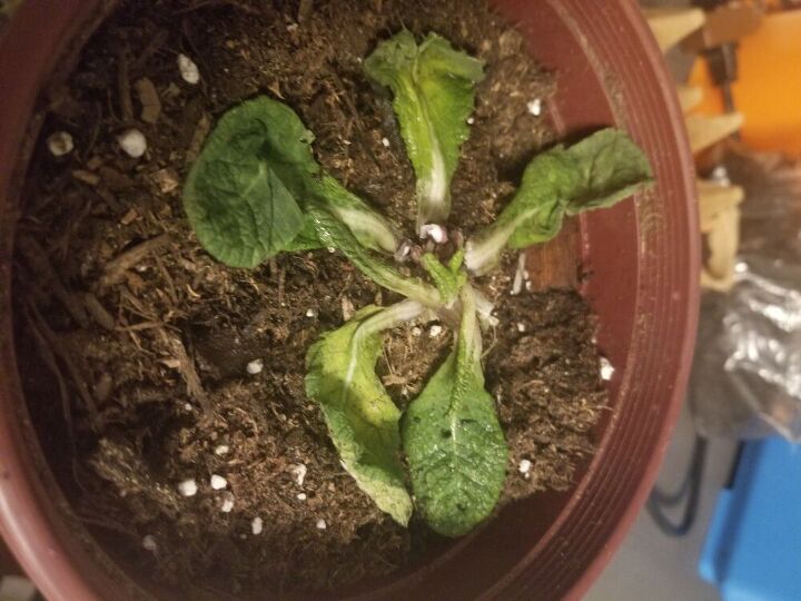 q primrose dying