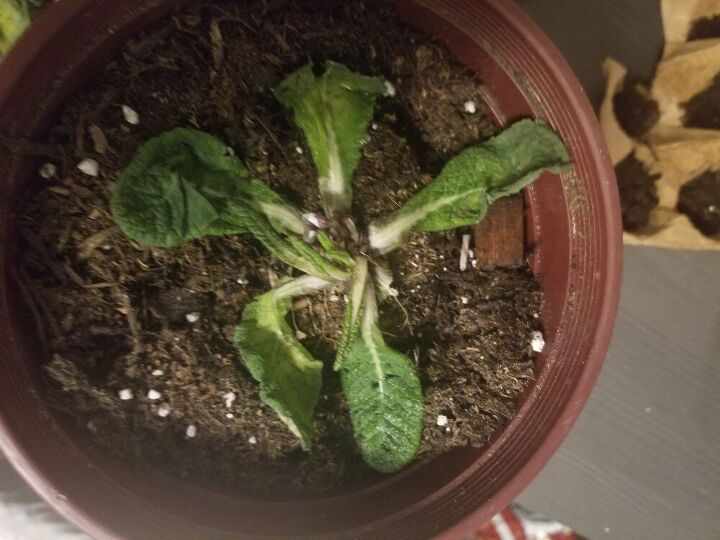 q primrose dying