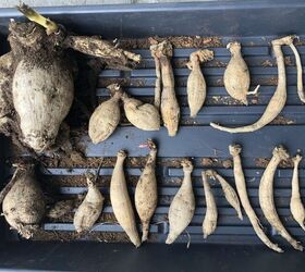 how to plant dahlia tubers, A tray full of various dahlia tuber ready to be planted in the garden