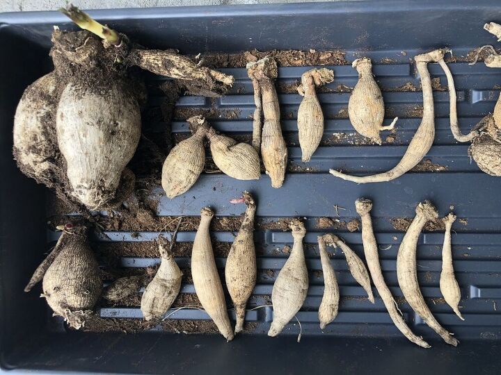 how to plant dahlia tubers, A tray full of various dahlia tuber ready to be planted in the garden
