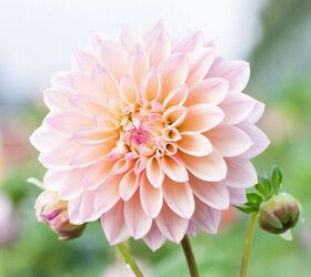 how to plant dahlia tubers, Close up of a Castle Drive Small Dahlia growing in our flower field