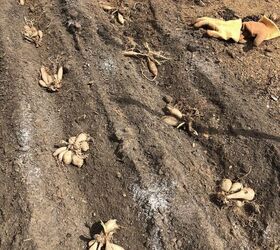 how to plant dahlia tubers, Dahlia tubers laying in the ground ready to be covered up with soil The ideal planting distance for dahlias is 12 18 inches apart