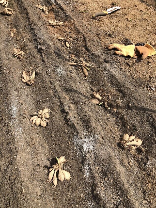como plantar tubrculos de dlia, Tub rculos de d lia colocados no ch o prontos para serem cobertos com solo A dist ncia de plantio ideal para d lias de 12 a 18 polegadas