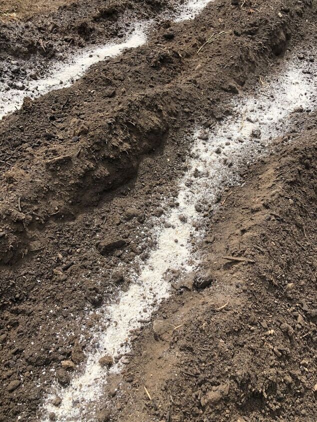 como plantar tubrculos de dlia, Farinha de ossos pronta para ser misturada com o solo