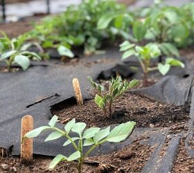 how to plant dahlia tubers, Dahlia plants that have recently emerged from the ground These dahlias have their first true set of leaves and can now be safely watered