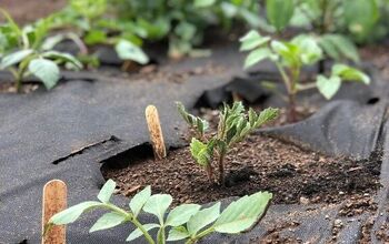 How To Plant Dahlia Tubers