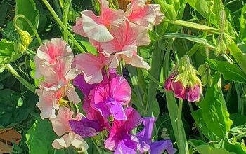 How to Grow Sweet Peas From Seed