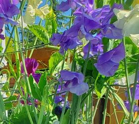 how to grow sweet peas from seed