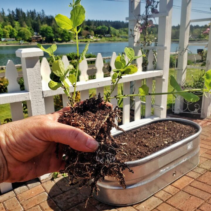 how to grow sweet peas from seed