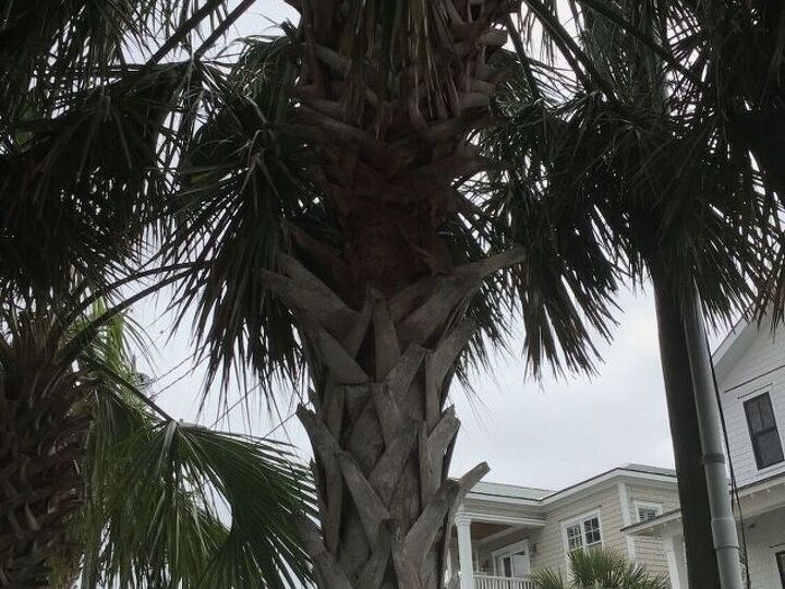 q what is wrong with my palmetto palm