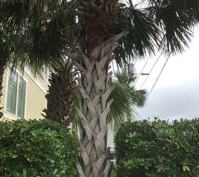 q what is wrong with my palmetto palm
