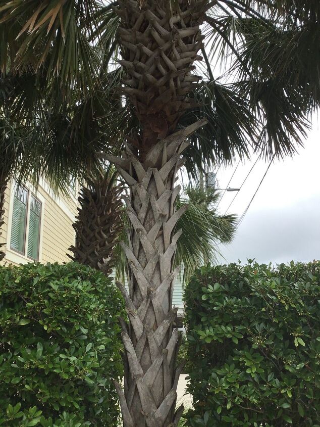 q what is wrong with my palmetto palm
