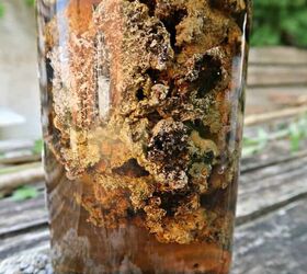 How to Easily Make Natural Dye From Lichen | Hometalk