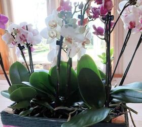 Como fazer um centro de mesa de orquídea fácil | Hometalk