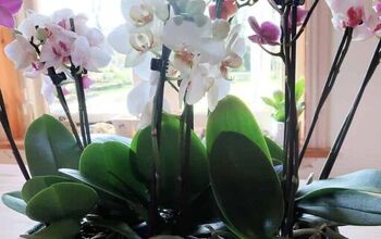 Cómo hacer un centro de mesa de orquídeas fácil de hacer