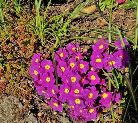 how to divide perennial plants, Primroses
